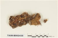 藏品(曲尾苔科)的圖片